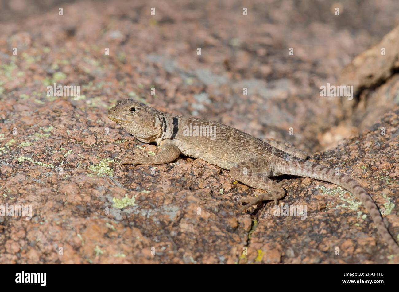Eastern Collared Lizard, Crotaphytus collaris, juvenile Stock Photo Alamy