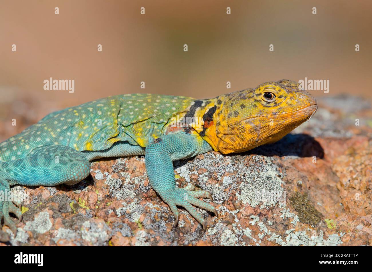 Eastern Collared Lizard, Crotaphytus collaris, male Stock Photo Alamy