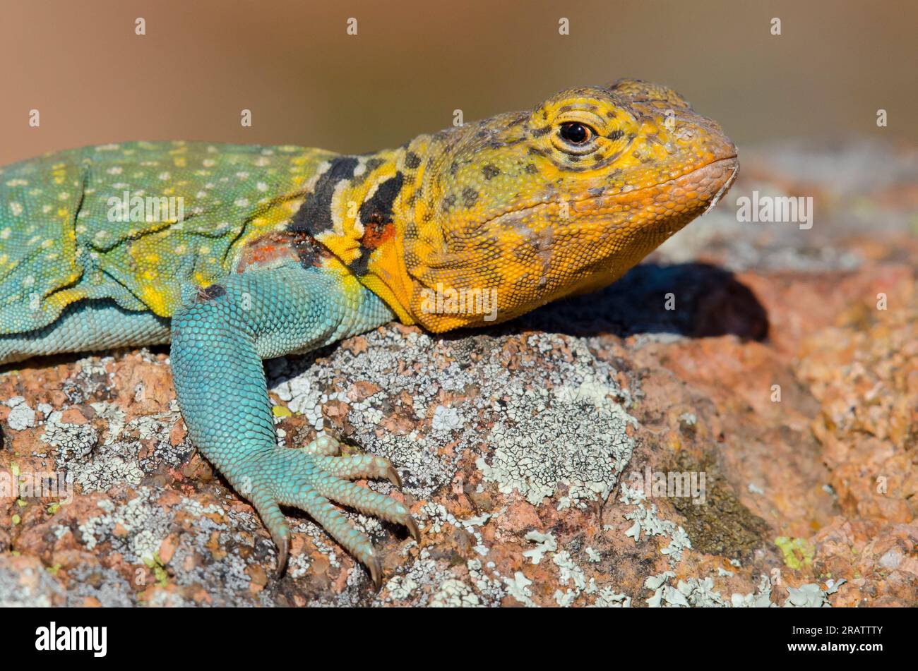 Eastern Collared Lizard, Crotaphytus collaris, male Stock Photo Alamy