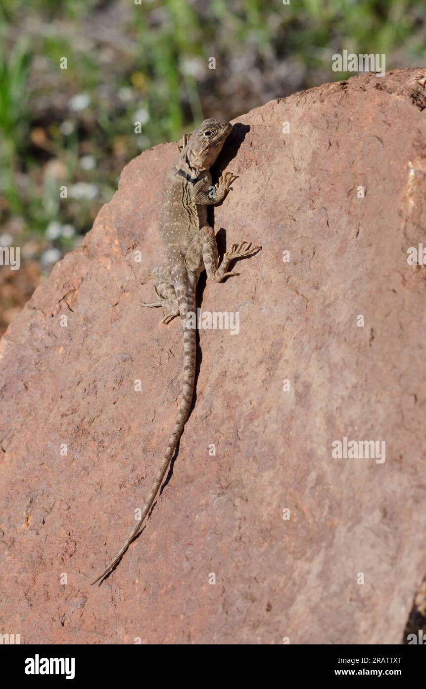 Eastern Collared Lizard, Crotaphytus collaris, juvenile Stock Photo Alamy