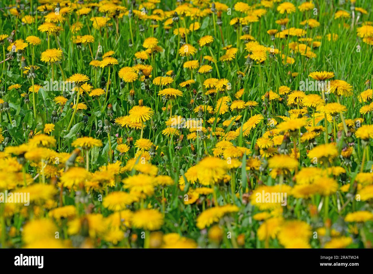 Flowering dandelion,Taraxacum, in spring Stock Photo