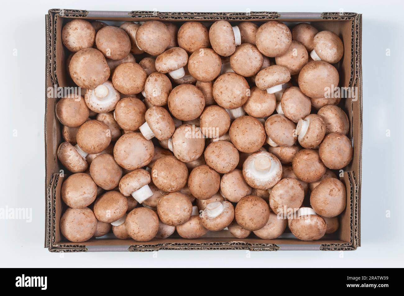 Bulk 5 lb Cremini Mushrooms, overhead shot Stock Photo Alamy