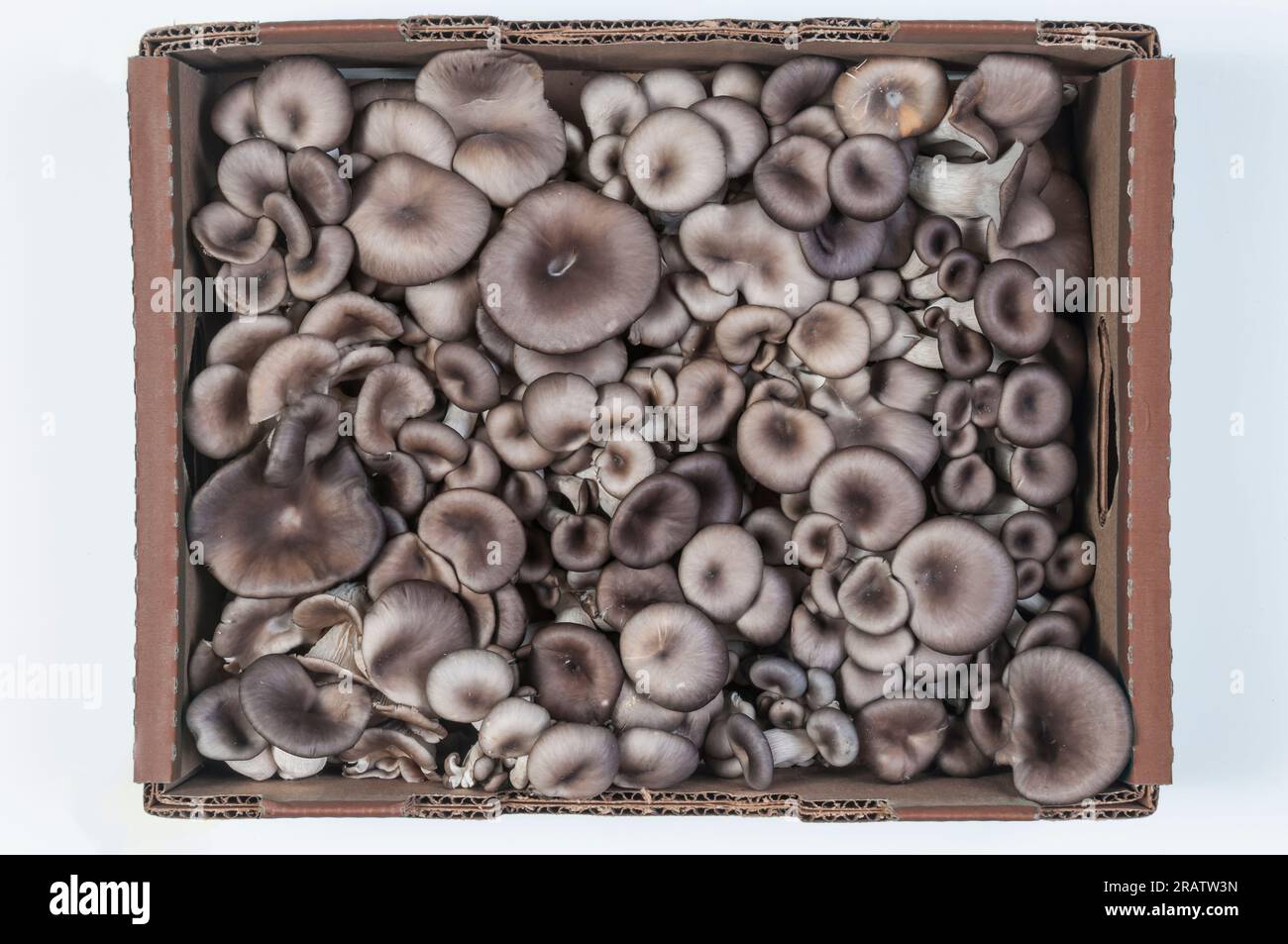 Bulk Oyster Mushrooms in 5 lb box Stock Photo Alamy