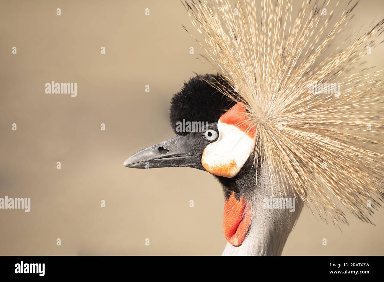 Majestic Beauty Unveiled: The Enchanting Grey Crowned Crane Stock Photo ...