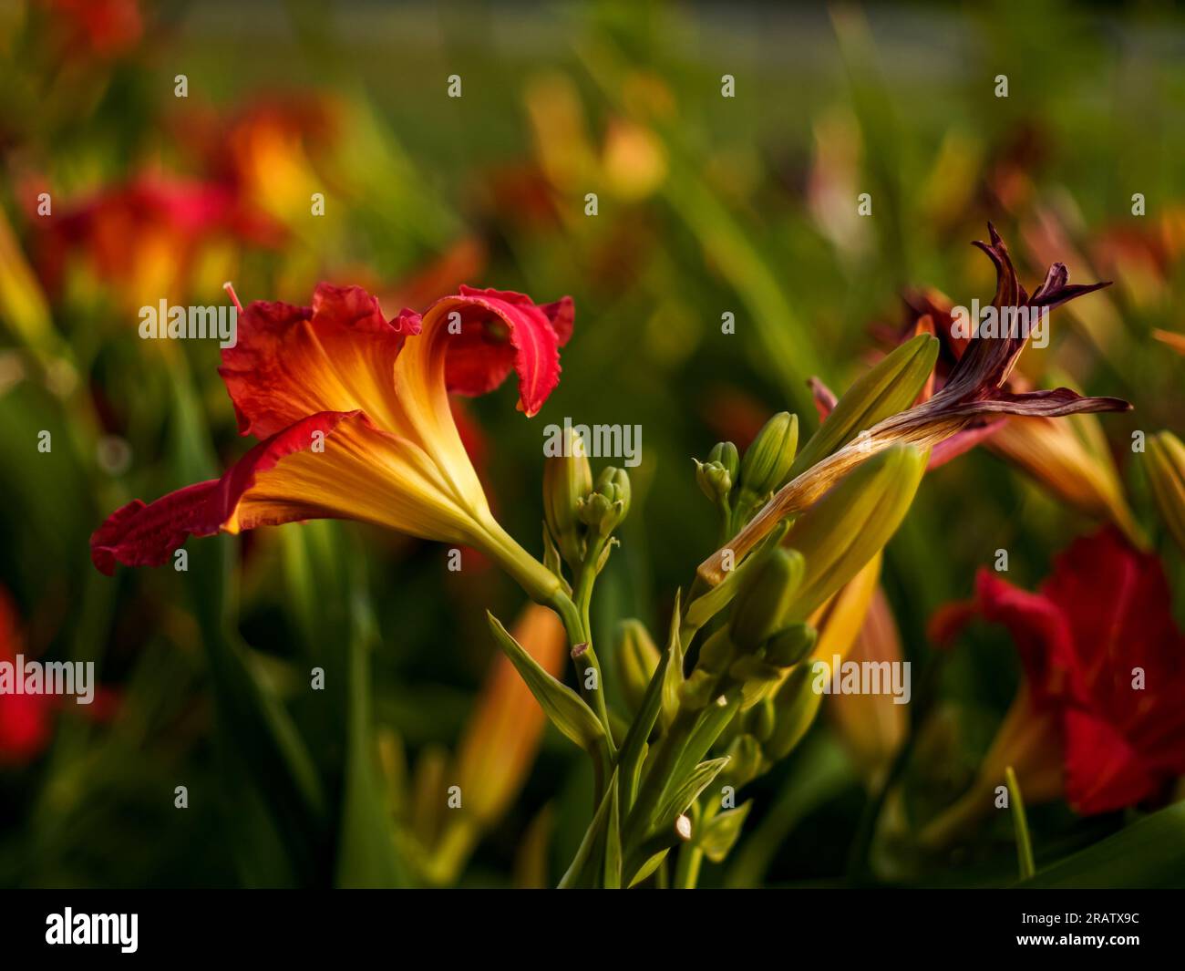 red lily in natural habitat, in full bloom at close range, elegant, intimate, romantic, delicate flowers in golden hour Stock Photo