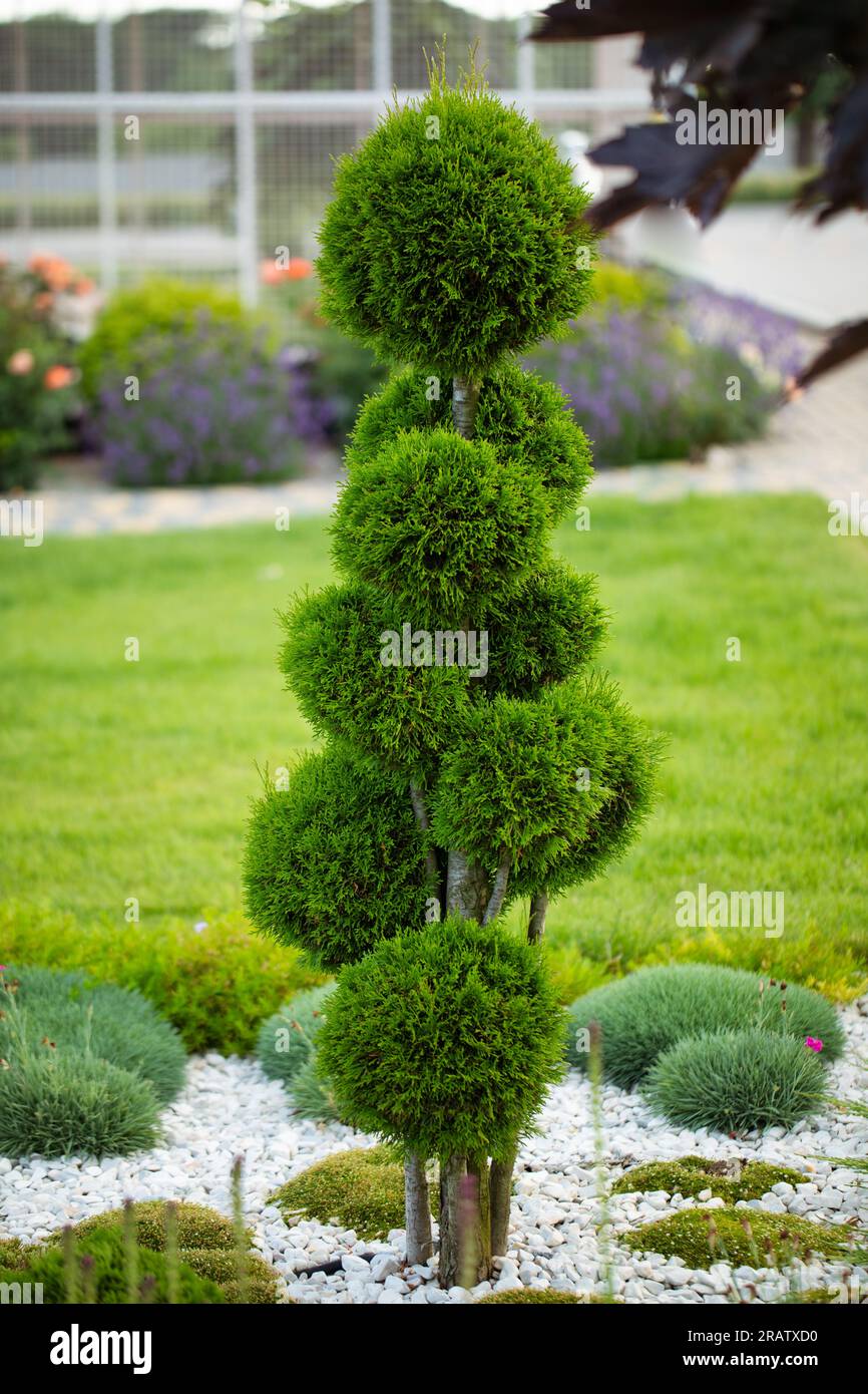 hecken thuja kaufen Thuja "Brabant" (60 - 80 cm) als krftige wurzelware
