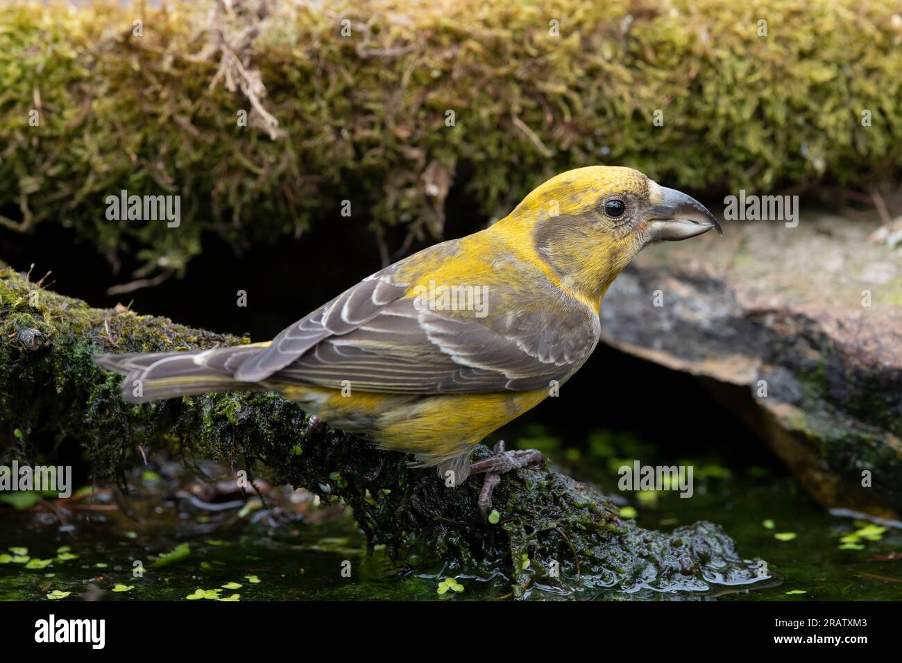 Male Common Crossbill (Loxia curvirostra) drinking at a woodland pond. Stock Photo