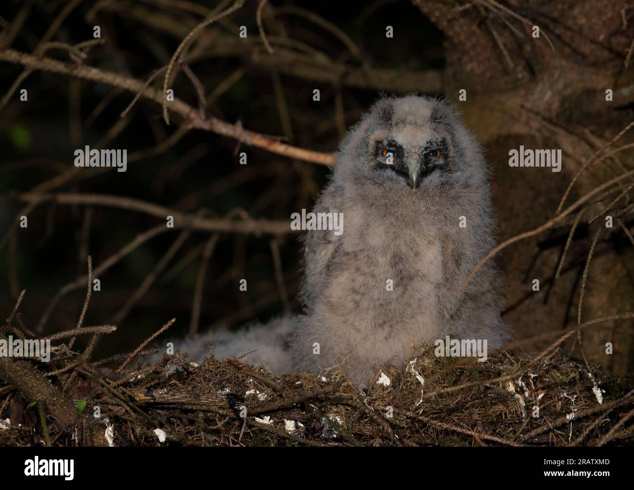 Long Eared Owl (Asio otus) chicks in a nest in a pine tree. Stock Photo