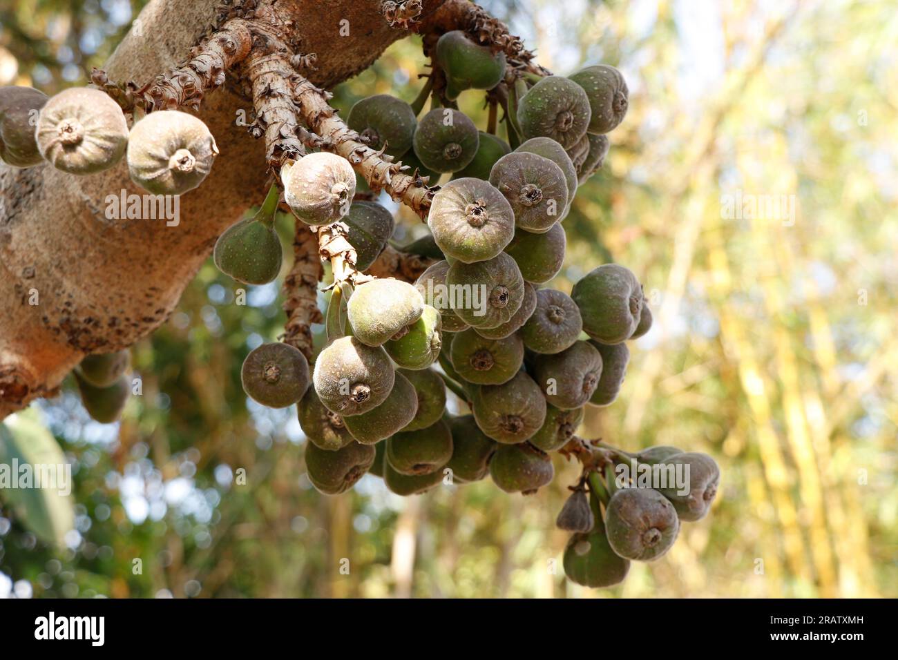bunches of fresh organic fig fruits in a tree, is an edible fruit of Ficus carica Stock Photo