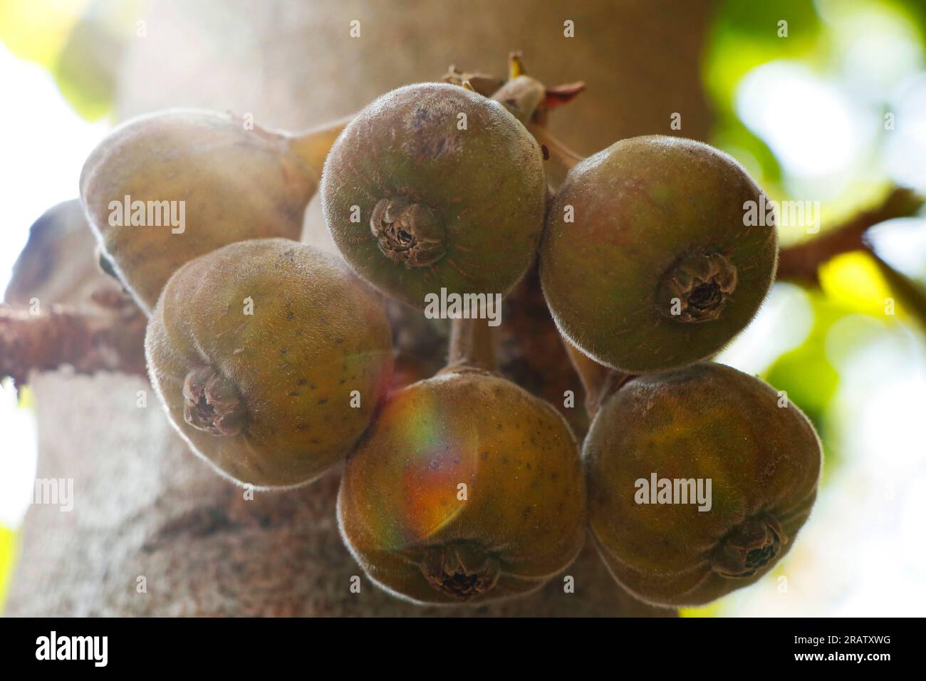 bunches of fresh organic fig fruits in a tree, is an edible fruit of