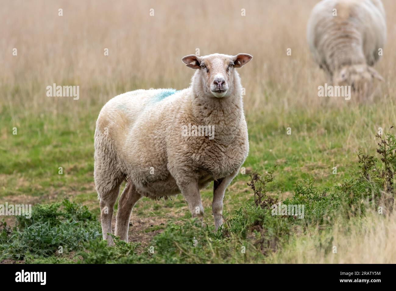 A sheep grazing in a field of long grass with another sheep in a blurred background. Stock Photo