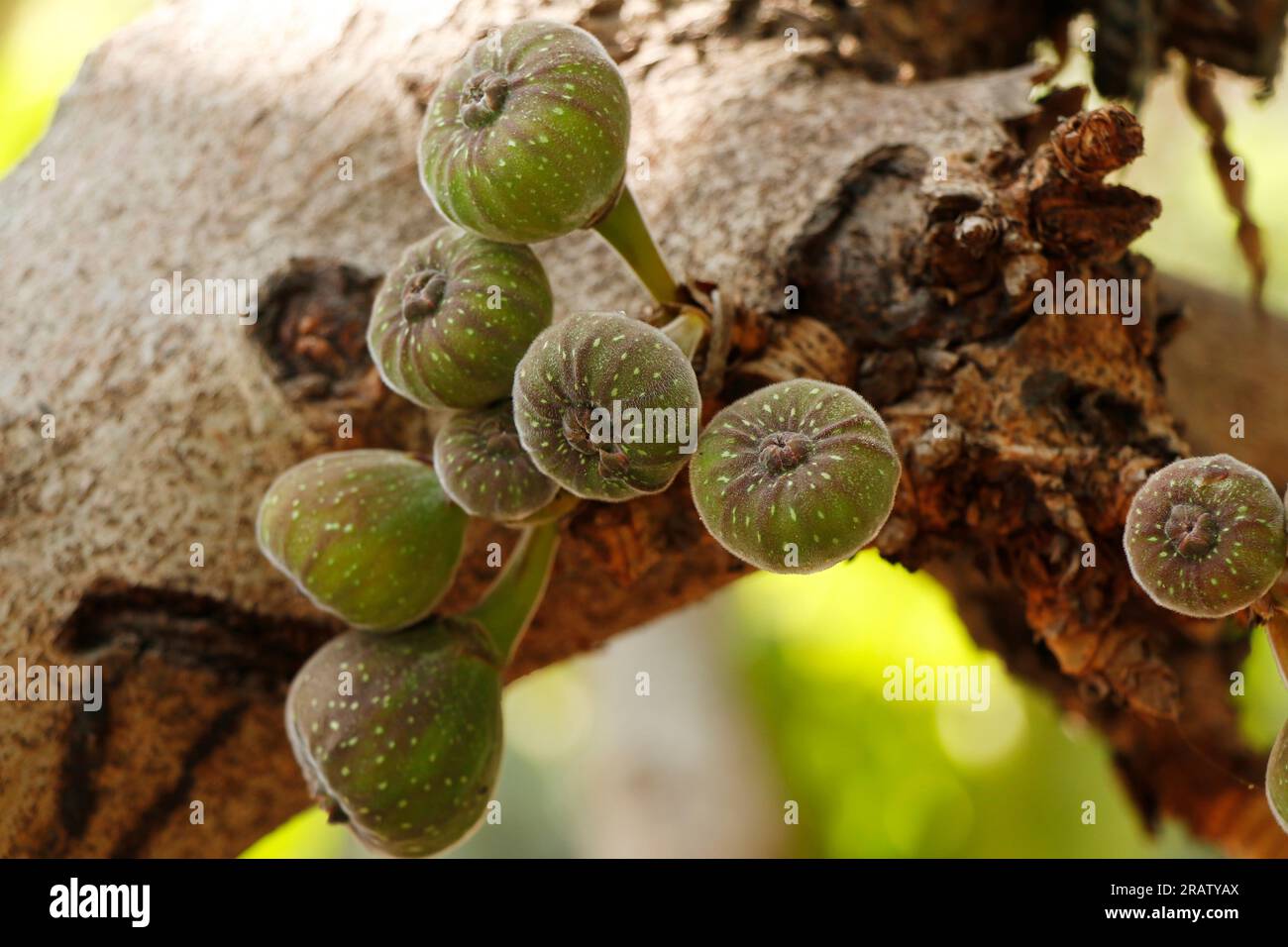bunches of fresh organic fig fruits in a tree, is an edible fruit of Ficus carica Stock Photo