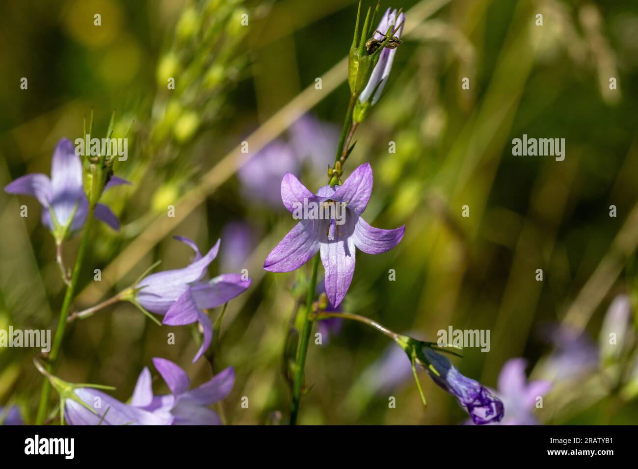 Creeping Bellflowers (Campanula rapunculoides) growing in the wild. Stock Photo
