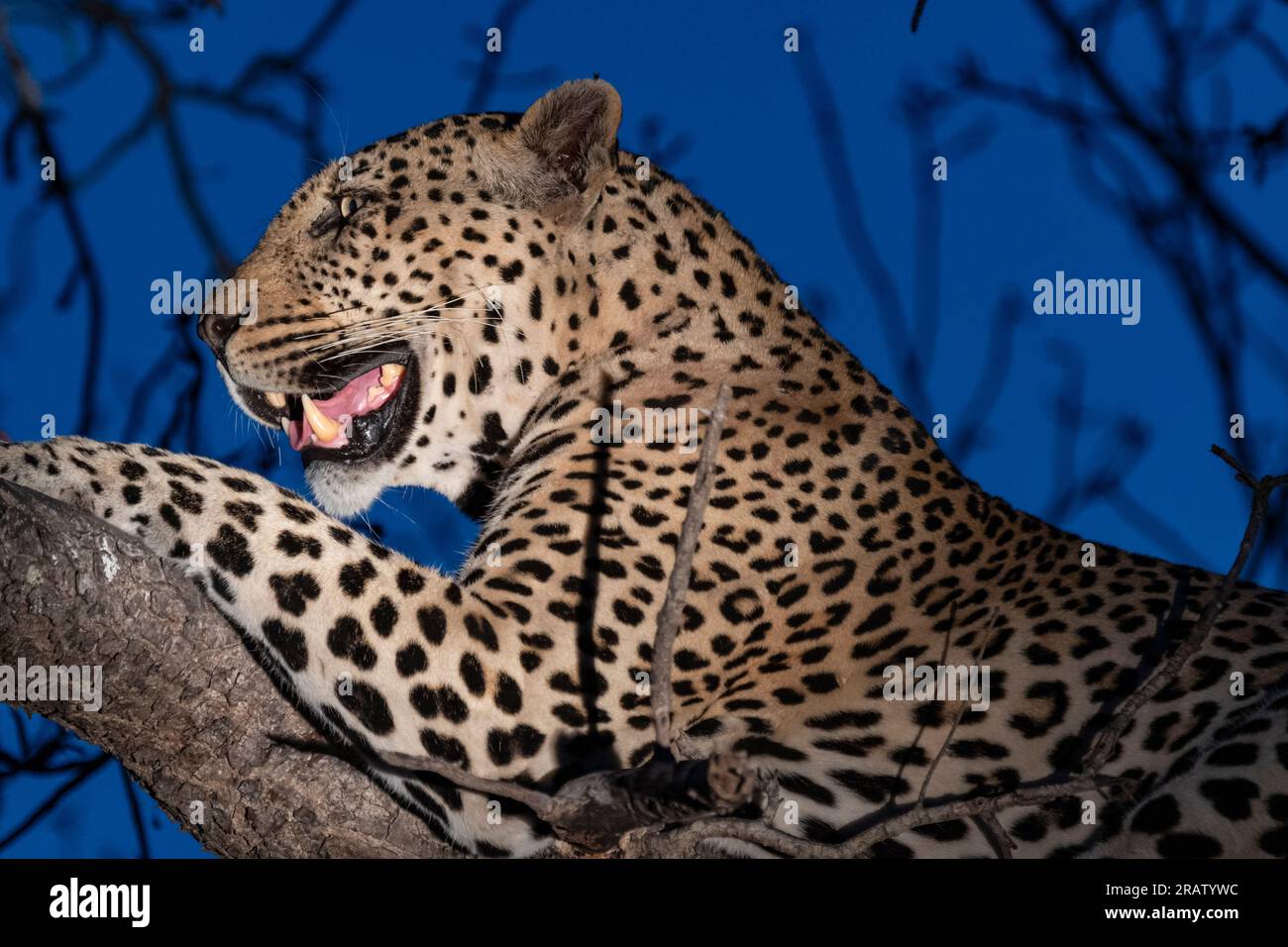 Leopard at MalaMala Game Reserve in South Africa Stock Photo