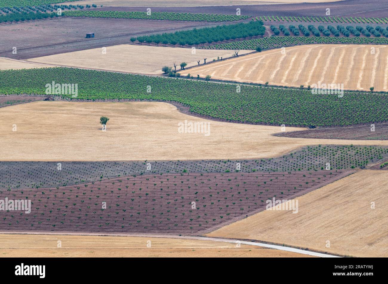 Panoramic view of large extensions of vineyards, cereals, olive trees, fruit trees, in Toledo (Spain) Stock Photo