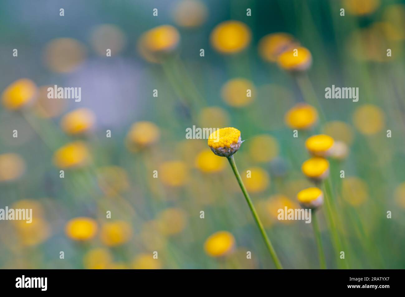 Background with yellow flowers of santolina (Santolina chamaecyparissus) in the field Stock Photo