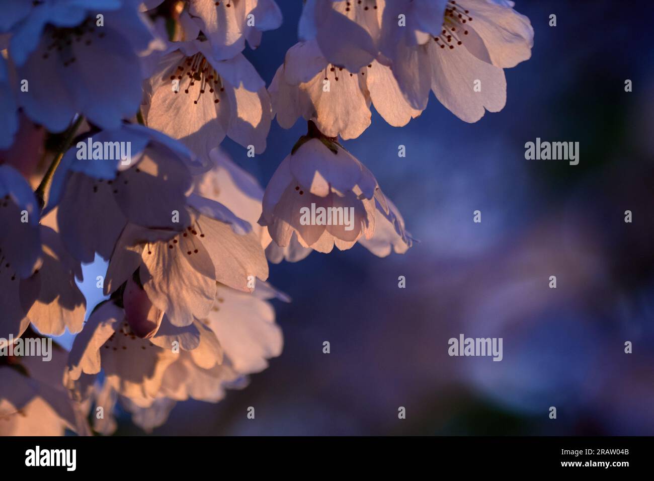 Sunset cherry blossoms hi-res stock photography and images - Alamy