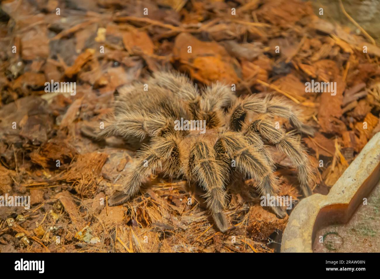 Chilean Rose Hair Tarantula Grammostola rosea. One of the most docile of tarantulas. This is generally the first pet tarantula people look for when bu Stock Photo