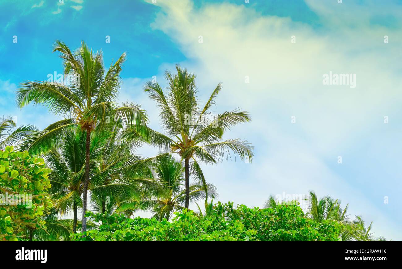 Nature background with coconut trees, summer sensation, Brazilian tropical climate. Stock Photo