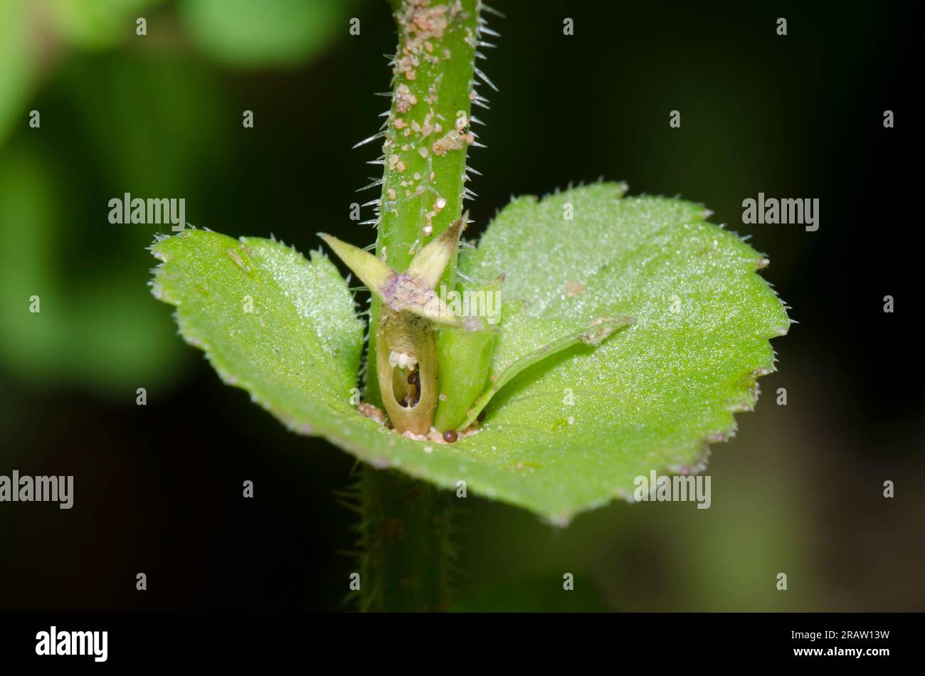 Clasping Venus' Looking-glass, Triodanis perfoliata, fruit Stock Photo