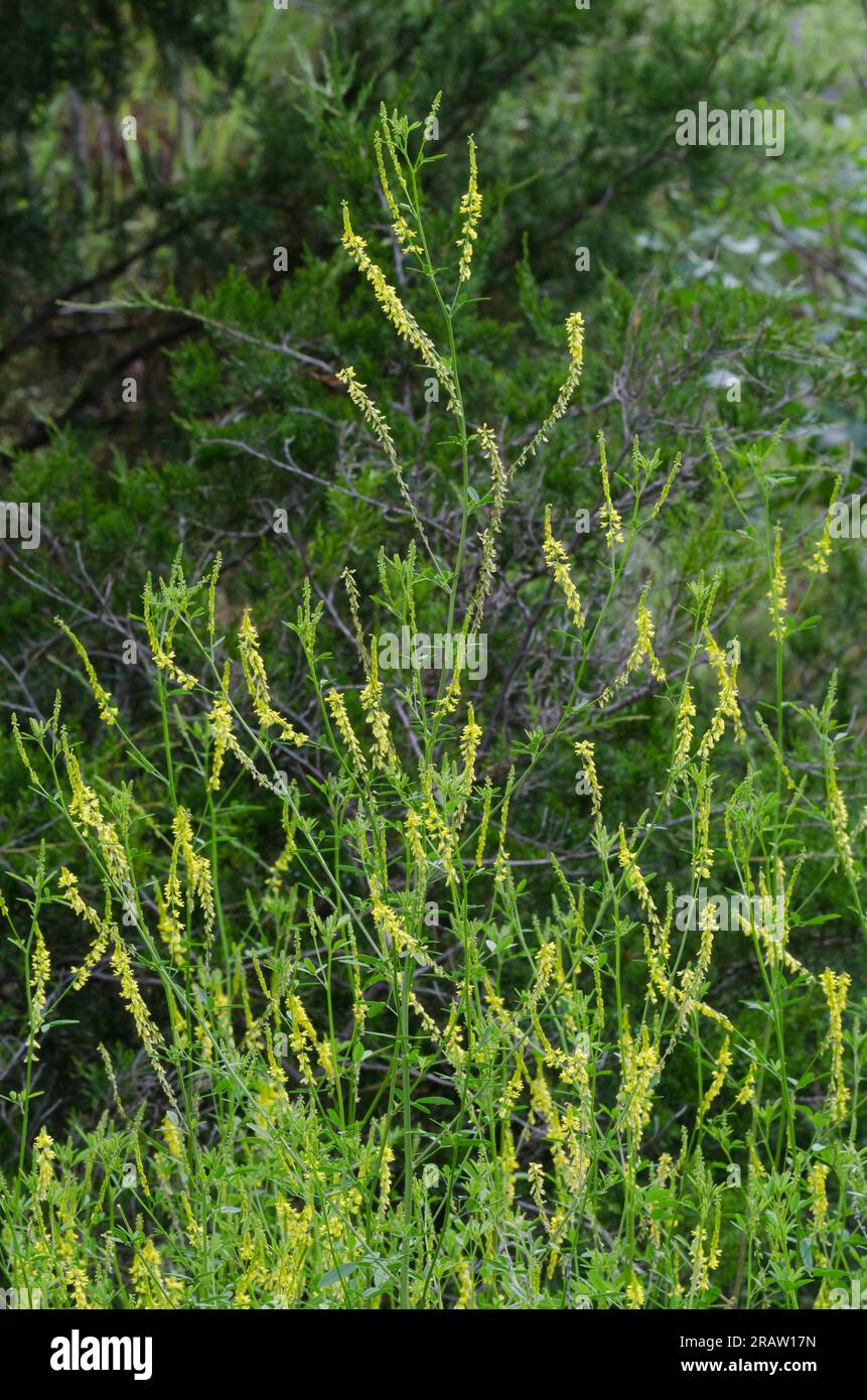 Yellow Sweet Clover, Melilotus officinalis Stock Photo