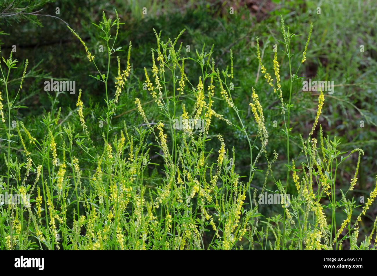 Yellow Sweet Clover, Melilotus officinalis Stock Photo Alamy