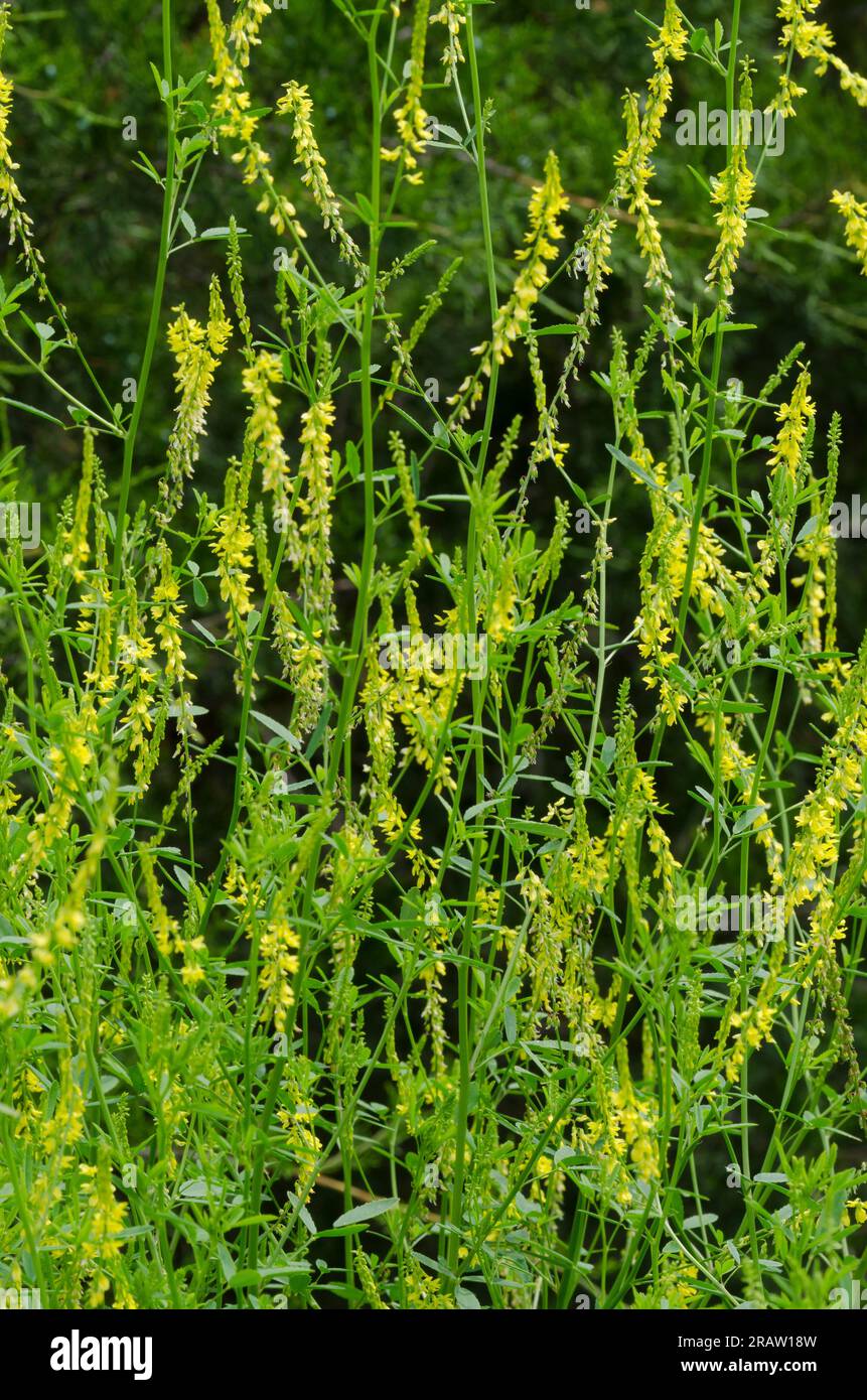Yellow Sweet Clover, Melilotus officinalis Stock Photo Alamy