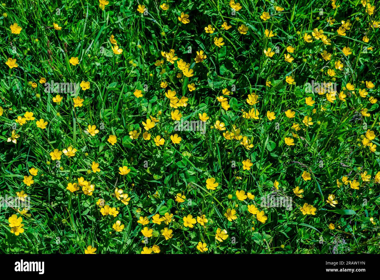 Green grass field with yellow flowers Stock Photo - Alamy