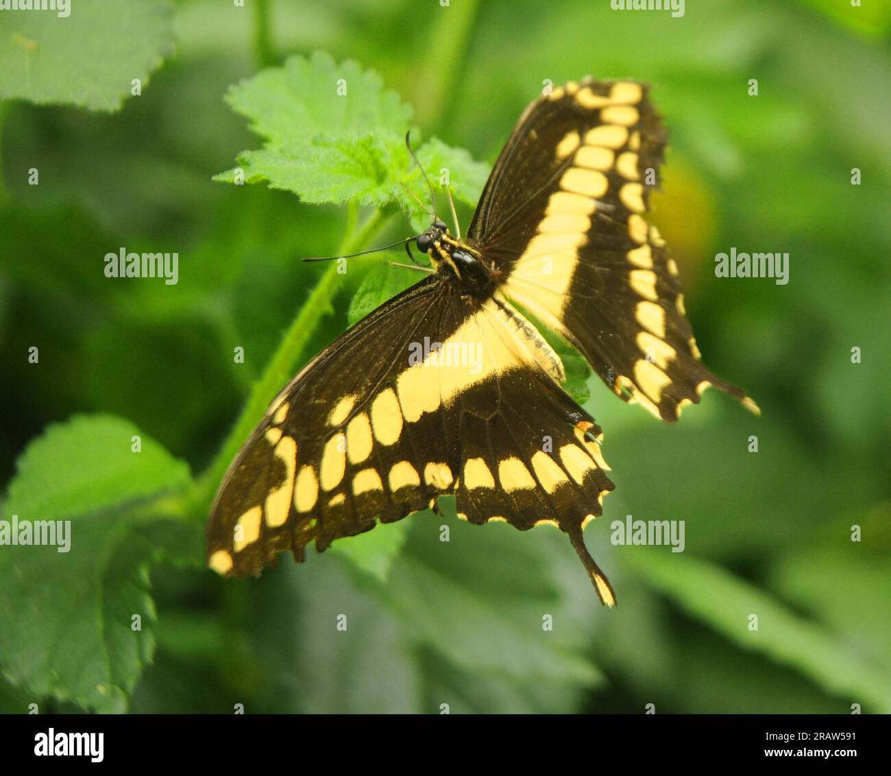 GIANT SWALLOWTAIL BUTTERFLY, BUTTERFLY HOUSE, CUMBERLAND HOUSE NATURAL
