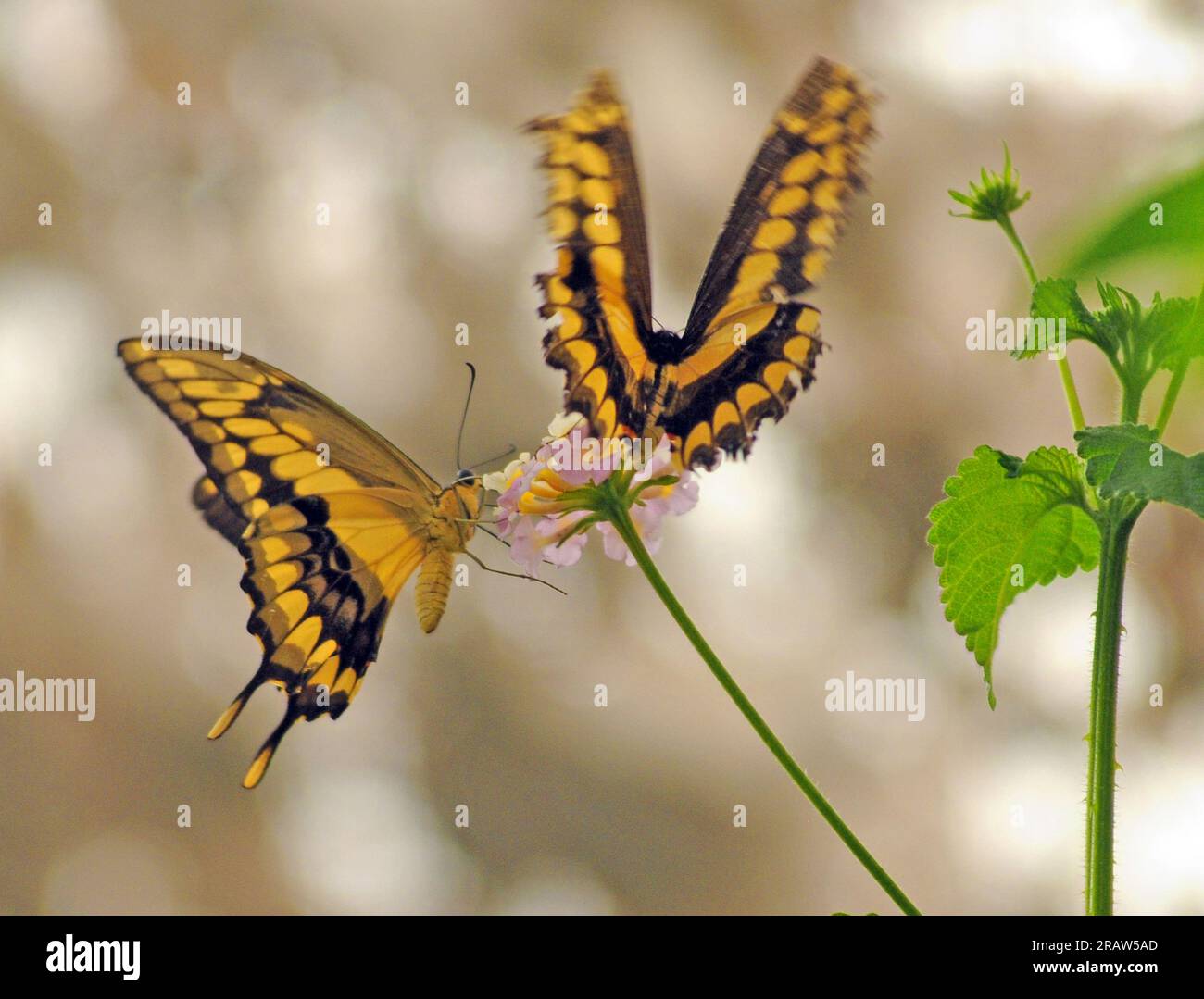 GIANT SWALLOWTAIL BUTTERFLY, BUTTERFLY HOUSE, CUMBERLAND HOUSE NATURAL
