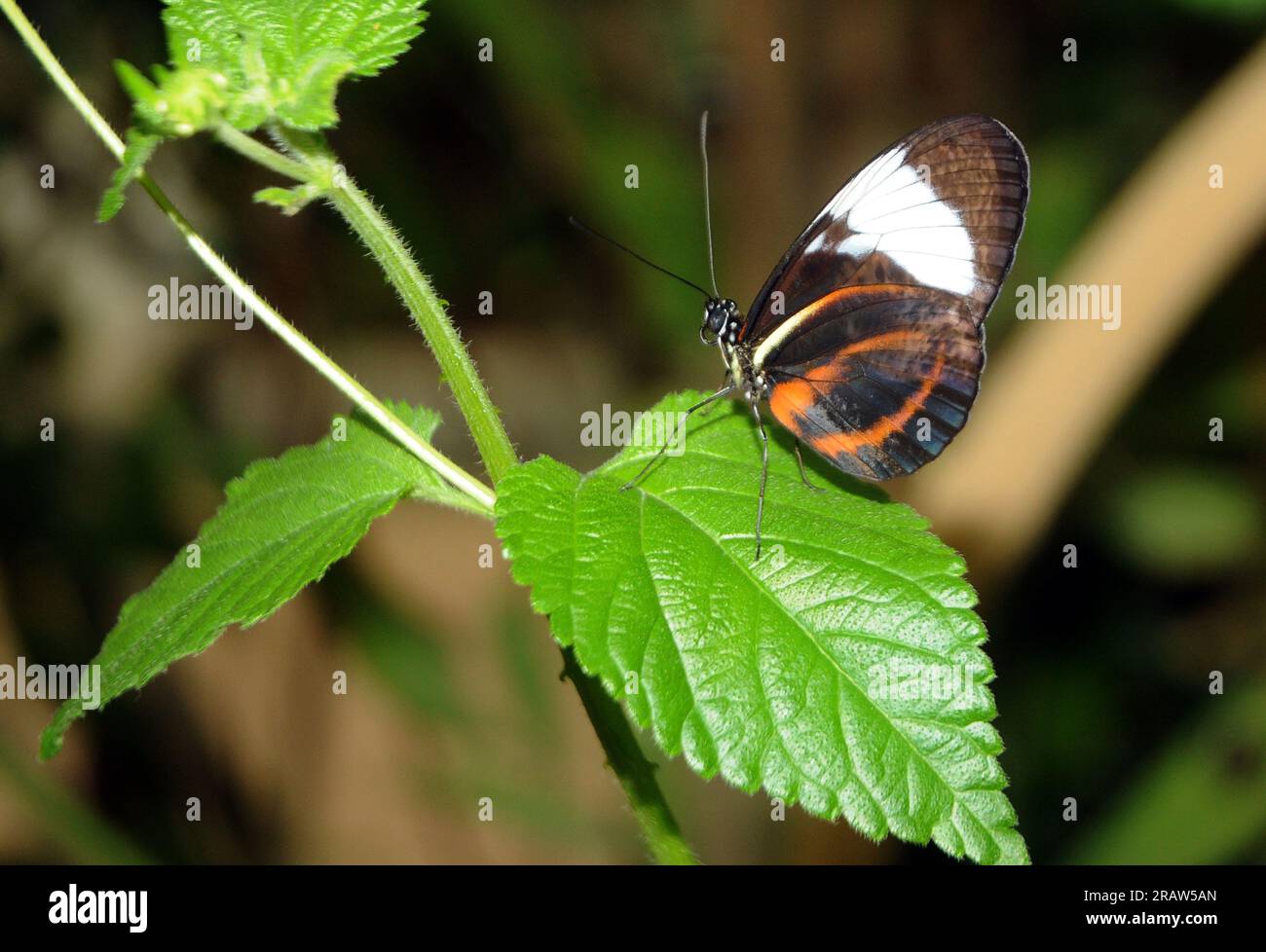 HELICONIUS BUTTERFLY, BUTTERFLY HOUSE, CUMBERLAND HOUSE NATURAL HISTORY