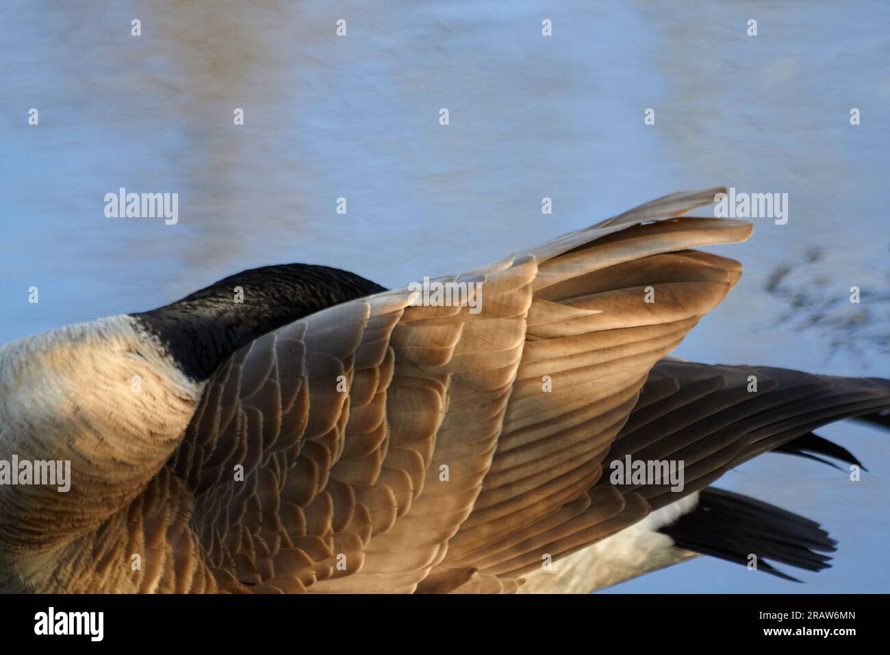 Profile view of a Canadian Goose. Stock Photo