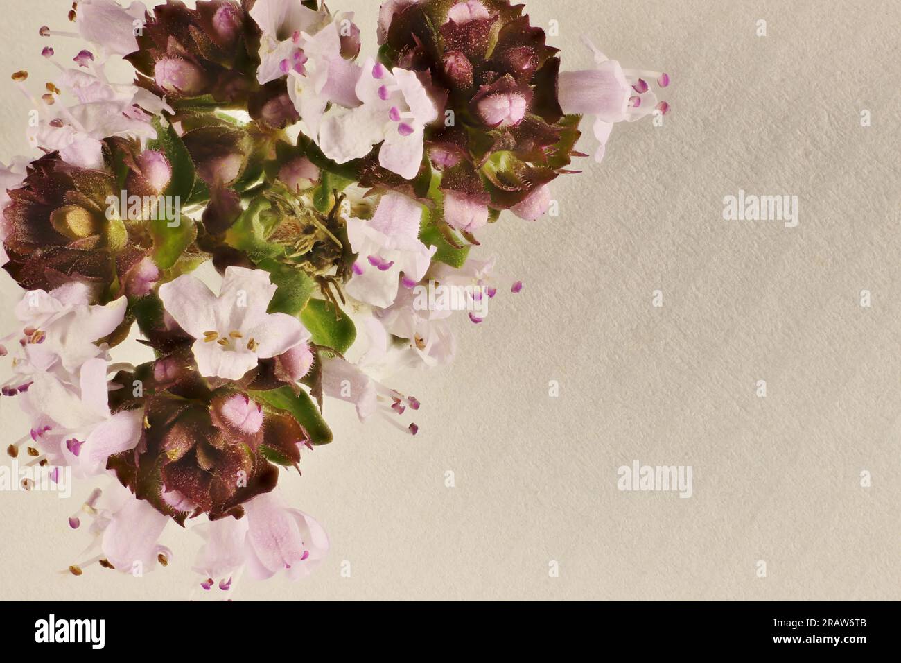 Closeup of Creeping Thyme (Thymus serpyllum) border Stock Photo Alamy