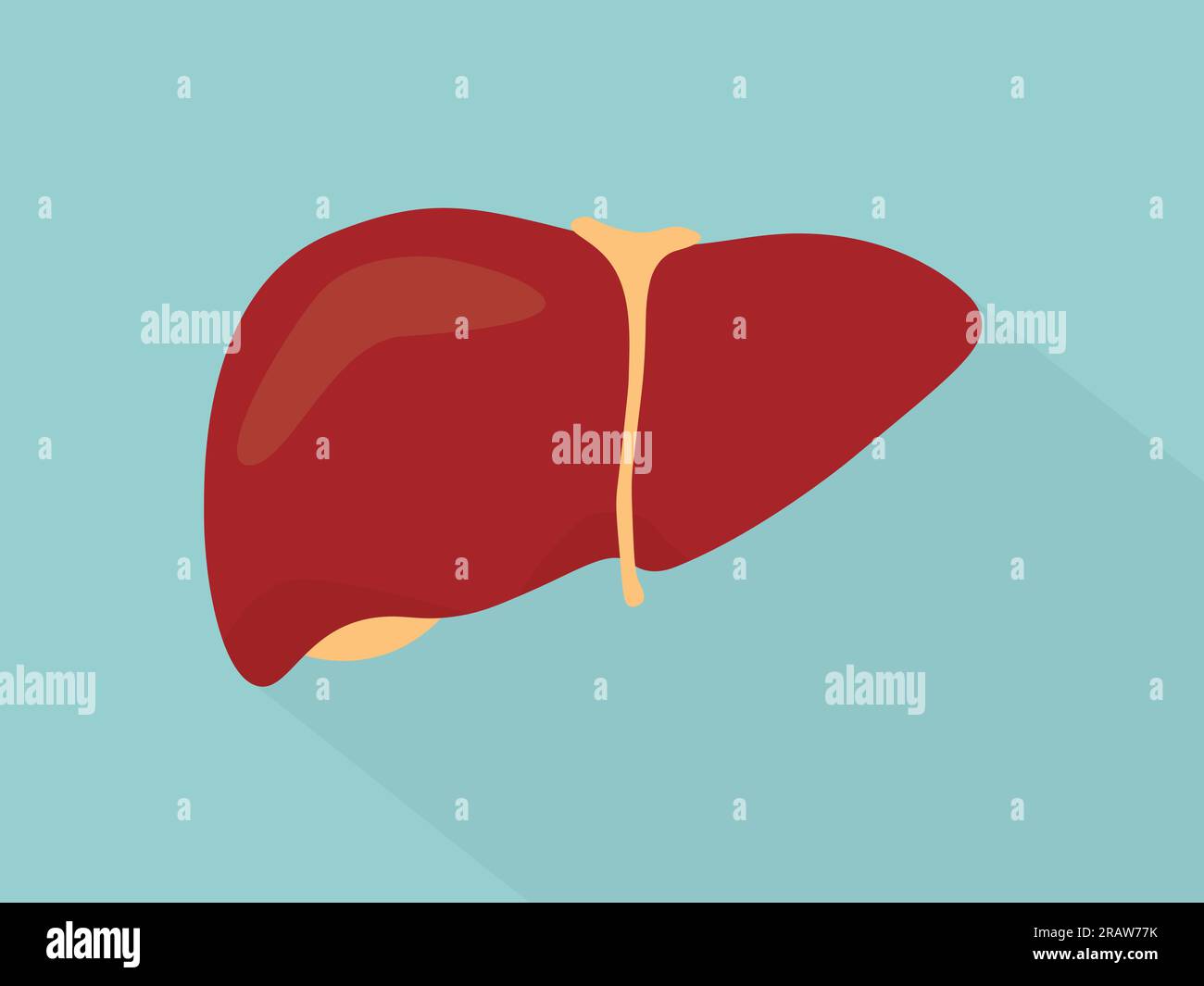 human liver icon- vector illustration Stock Vector Image & Art - Alamy