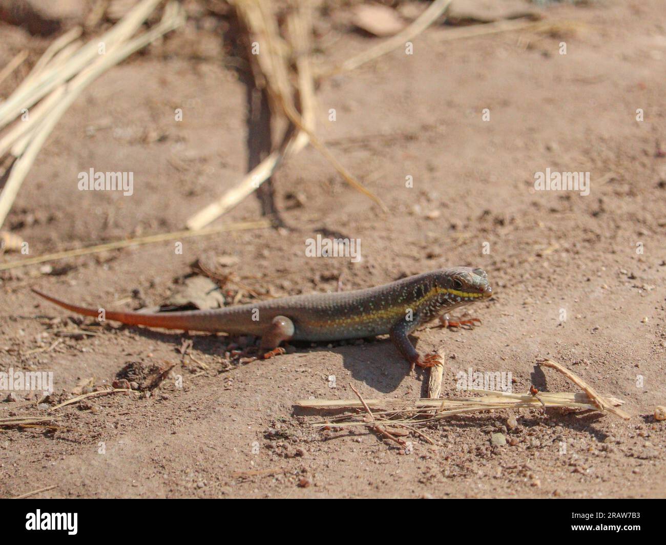 African Five Lined Skink (Trachylepis quinquetaeniata) Stock Photo