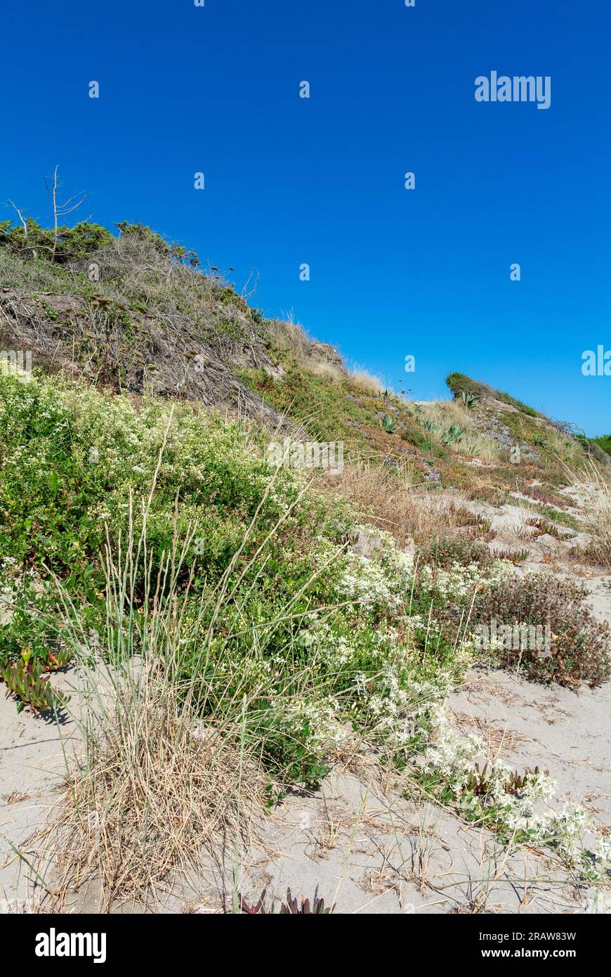Rome, Lazio, Italy, A landscape of Ostia beach in Rome with White flowers of Clematis terniflora in ranunculaceae family.. Stock Photo