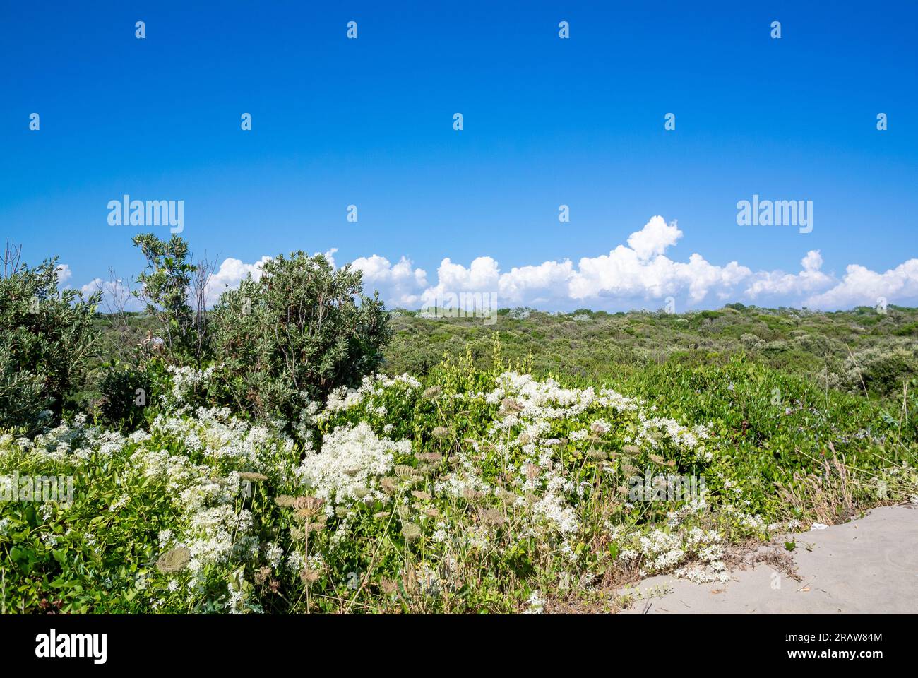 Rome, Lazio, Italy, A landscape of Ostia beach in Rome with White flowers of Clematis terniflora in ranunculaceae family.. Stock Photo