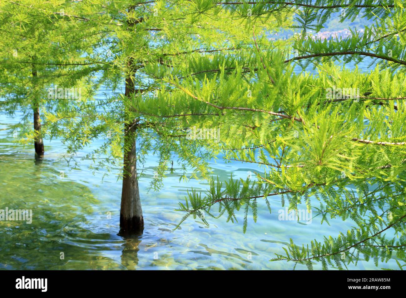 Bald cypress, Taxodium distichum. Lake Iseo, Lago d'Iseo, Iseosee, Italy. Monte Isola Stock Photo