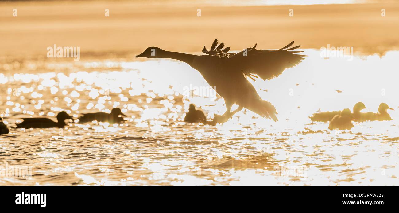 Trumpeter swans (Cygnus buiccinator). St. Croix River, MInnesota-Wisconsin border, Winter, USA, by Dominique Braud/Dembinsky Photo Assoc Stock Photo