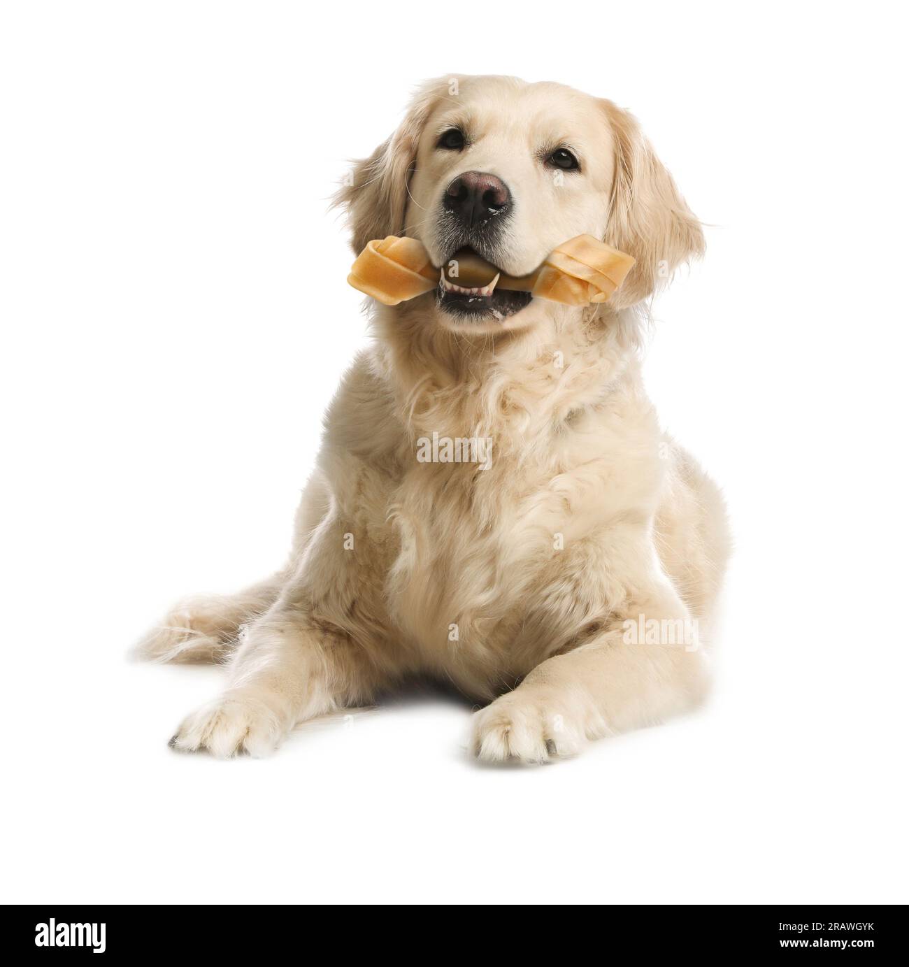 Cute Golden Retriever dog holding chew bone in mouth on white background Stock Photo Alamy
