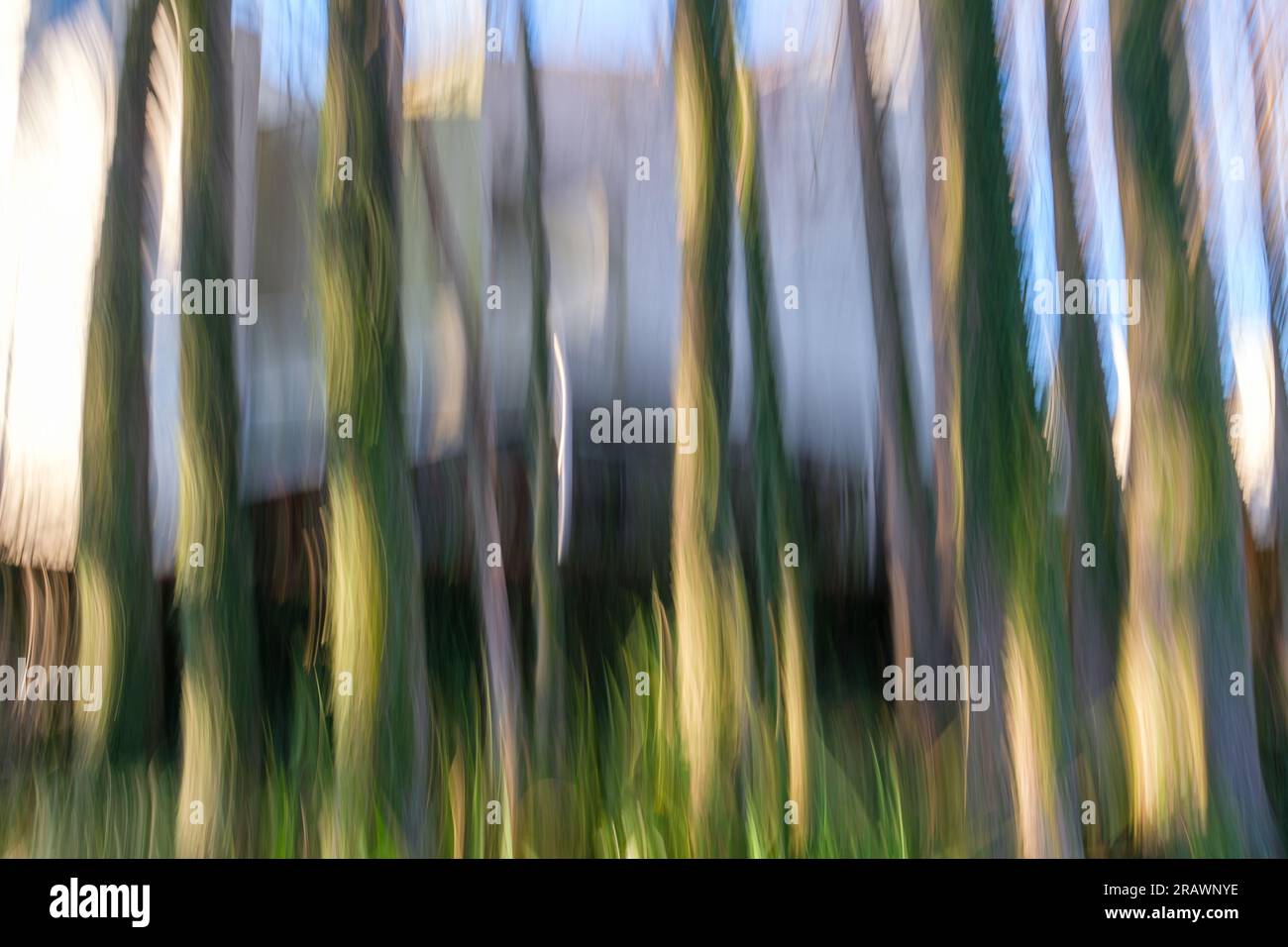Intentionally blurred photo abstract of multiple cypress trees in a bed of irises in a residential setting Stock Photo