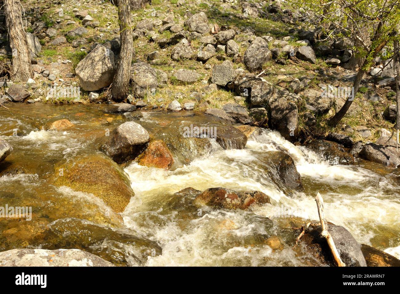 The clear waters of a turbulent stream flowing down from the mountains through the spring forest go around the stones in their channel. Ak-Karum river Stock Photo
