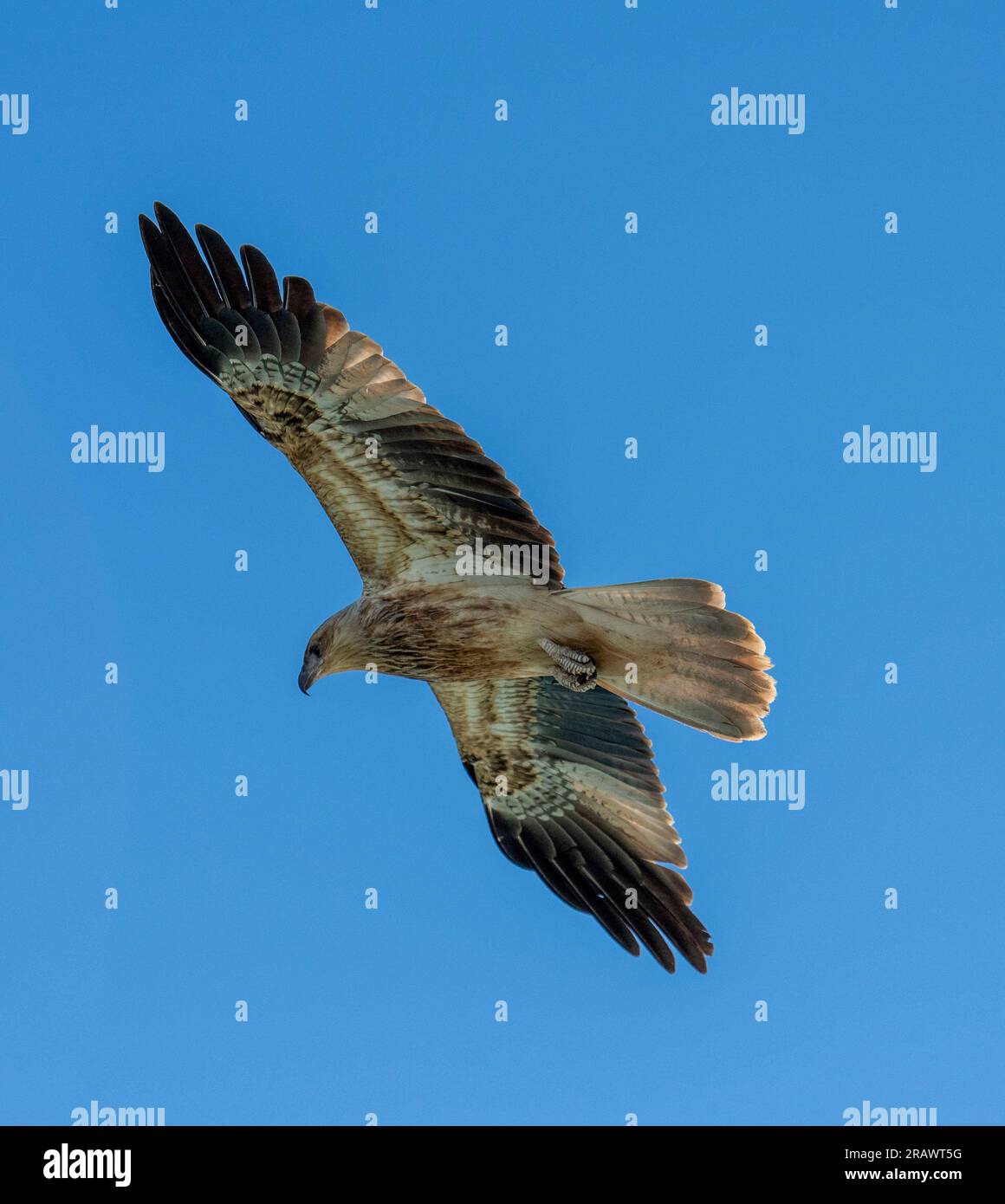 whistling kite in flight in outback ueensland, Australia Stock Photo ...