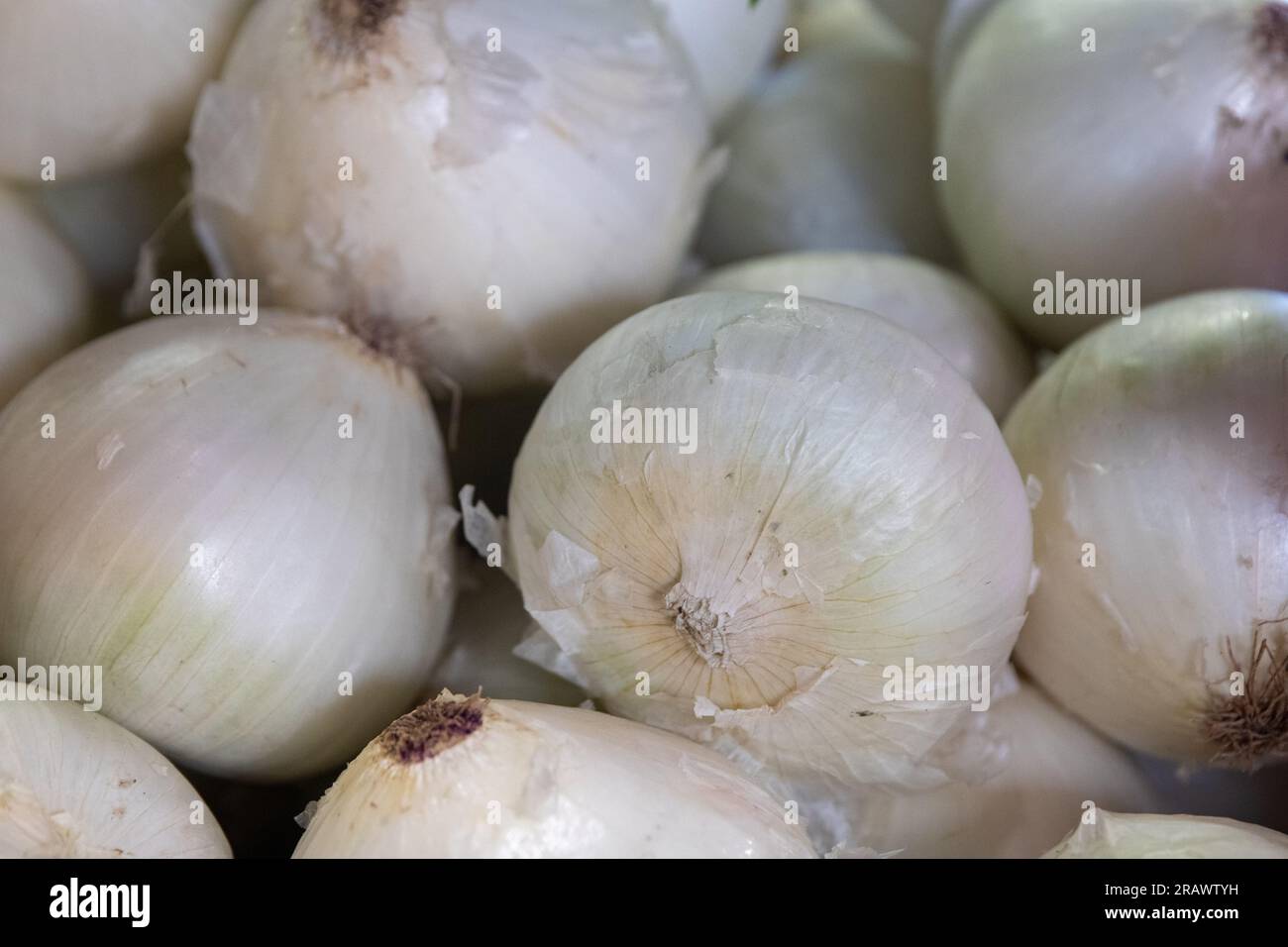 Close up bunch white onions hi-res stock photography and images - Alamy