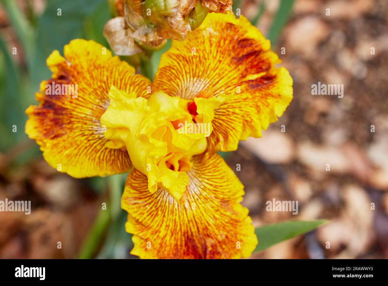 Close up of a Calizona Gold Iris Flower with Shallow depth of Field Stock Photo