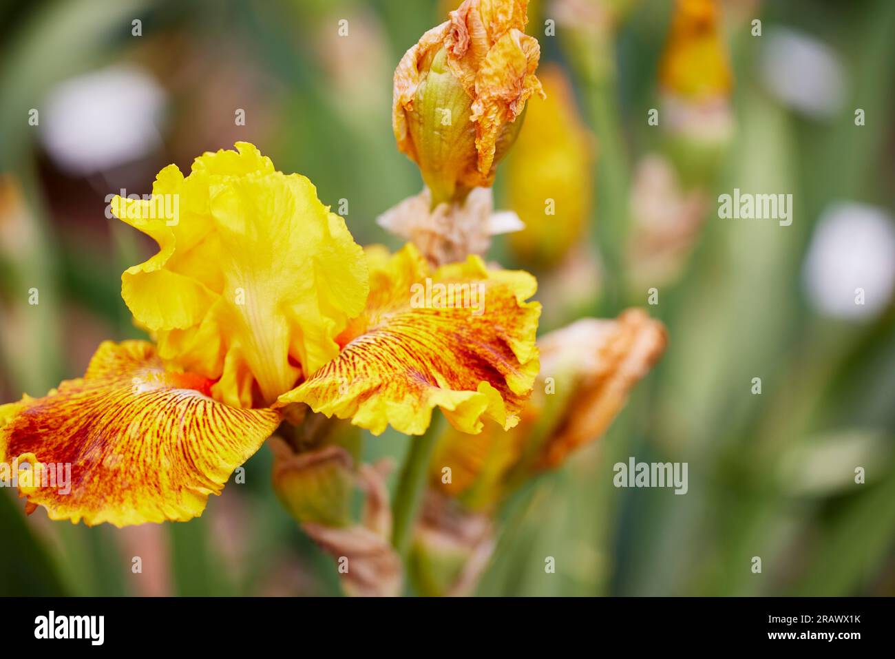 Close up of a Calizona Gold Iris Flower and Buds with Shallow depth of Field Stock Photo