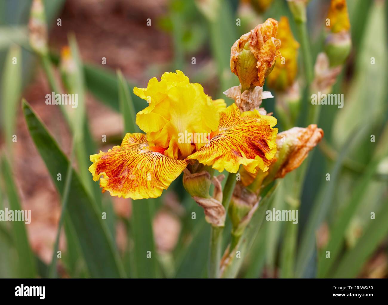 Close up of a Calizona Gold Iris Flower and Buds with Shallow depth of Field Stock Photo