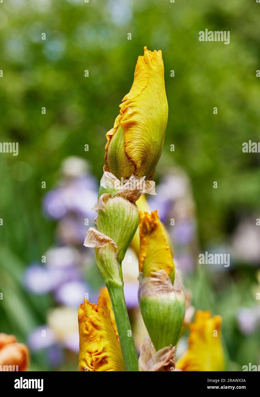 Close up of a Calizona Gold Iris Flower Bud with Shallow depth of Field Stock Photo