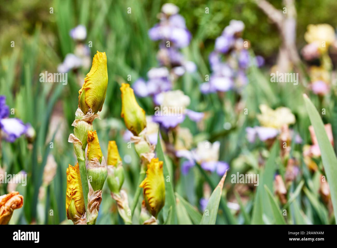 Close up of a Calizona Gold Iris Flower Buds with Shallow depth of Field Stock Photo