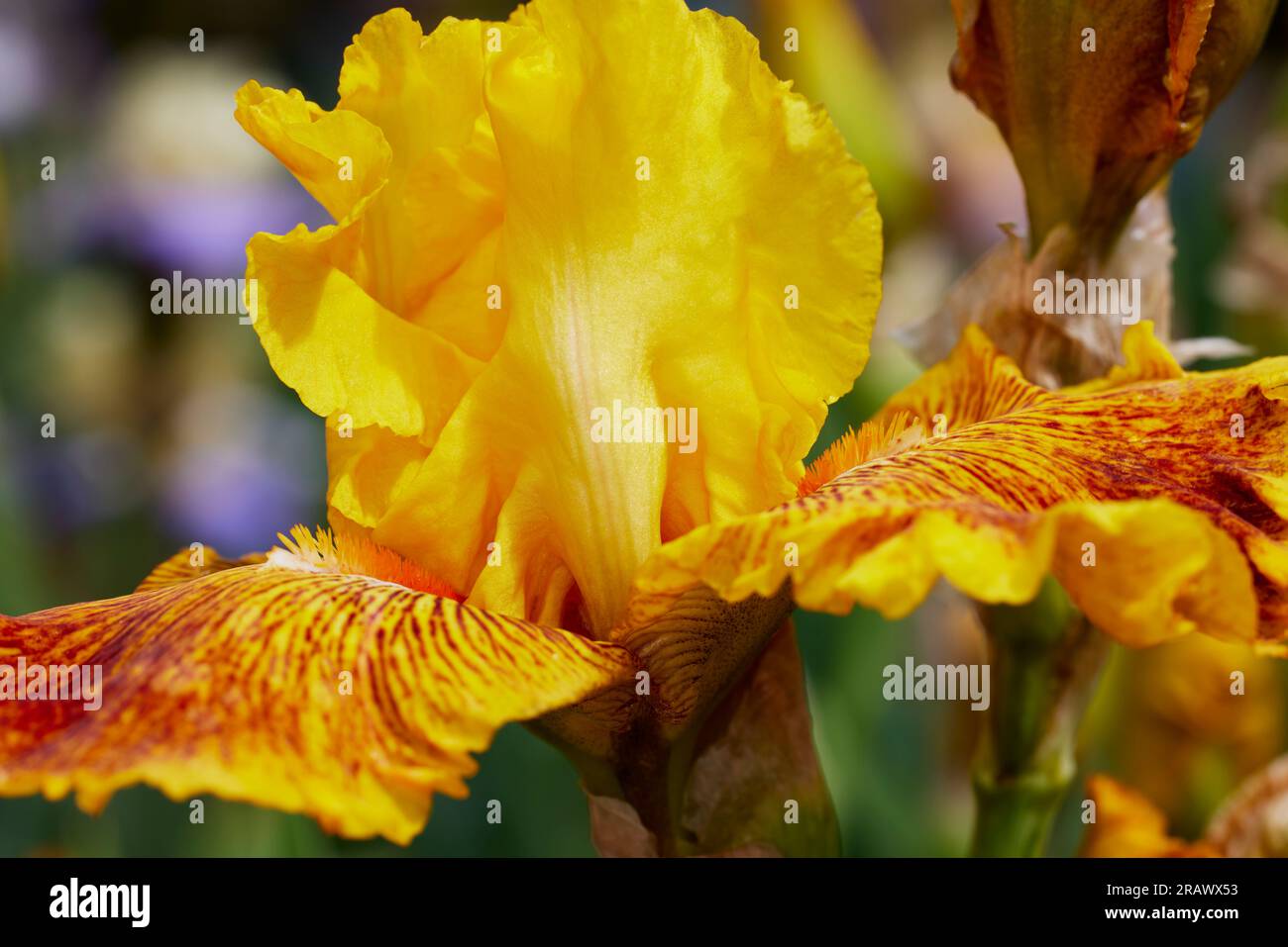 Close up of a Calizona Gold Iris Flower with Shallow depth of Field Stock Photo